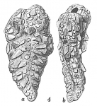 Textularia contorta