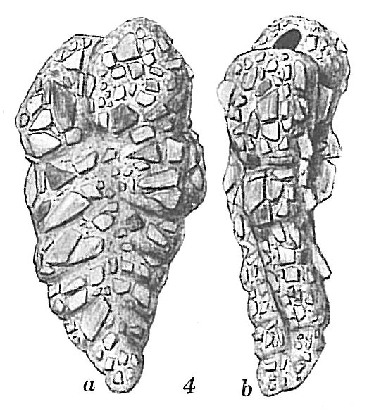 Textularia contorta Textularia contorta
