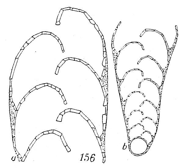 Textularia gracillima Textularia gracillima