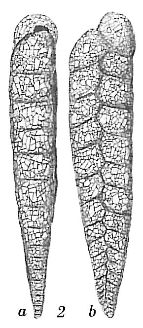 Textularia gracillima Textularia gracillima