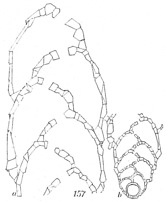 Textularia skagerakensis Textularia skagerakensis