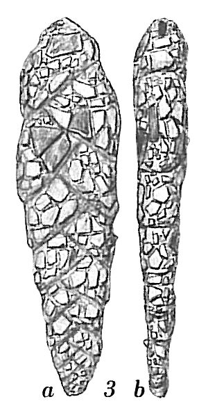 Textularia skagerakensis Textularia skagerakensis
