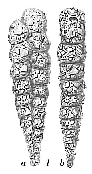 Textularia tenuissima Textularia tenuissima