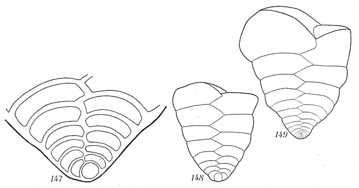 Textularia truncata Textularia truncata