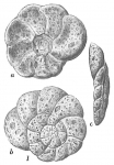 Trochammina adaperta