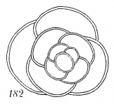 Trochammina globigeriniformis pygmaea, author: Cedhagen, Tomas