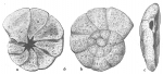 Trochammina labiosa