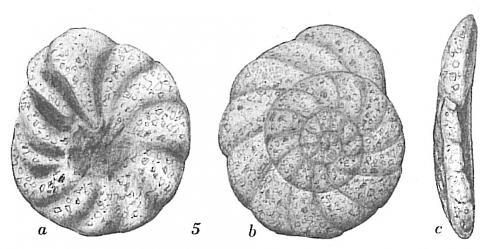 Trochammina multiloculata Trochammina multiloculata