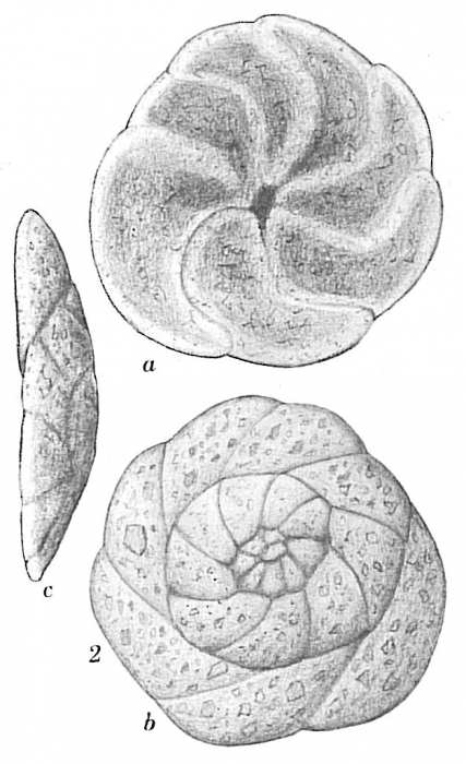 Trochammina ochracea Trochammina ochracea