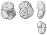 Trochammina rotaliformis, author: Cedhagen, Tomas