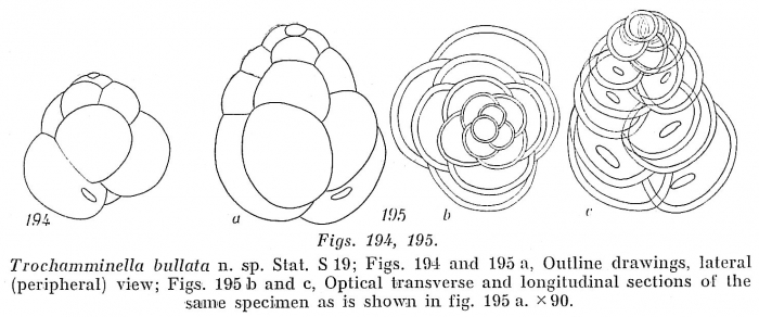 Trochamminella bullata Trochamminella bullata