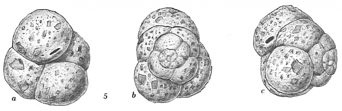 Trochamminella bullata Trochamminella bullata