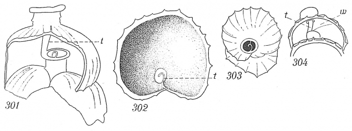 Uvigerina peregrina Uvigerina peregrina