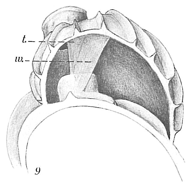Uvigerina peregrina Uvigerina peregrina