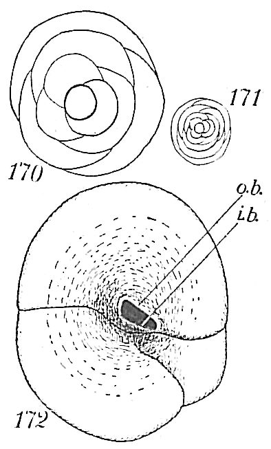 Valvulina conica Valvulina conica