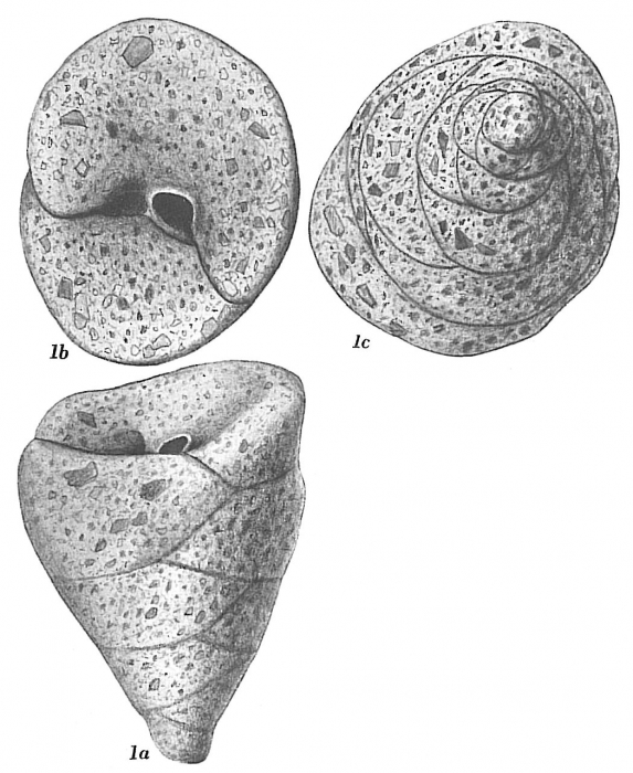 Valvulina conica Valvulina conica