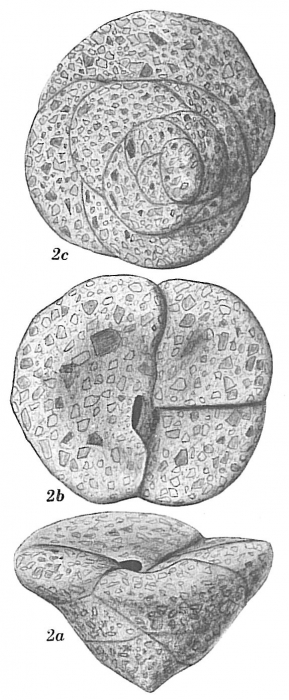 Valvulina fusca Valvulina fusca