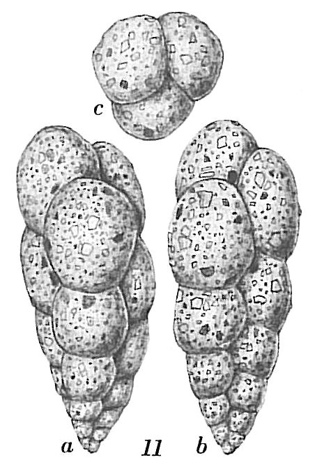 Verneuilina advena Verneuilina advena