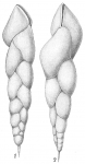Virgulina skagerakensis