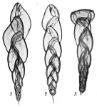 Virgulina skagerakensis