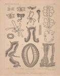 Van Beneden, E. (1897). Les Anthozoaires de la Plankton-Expedition = Die Anthozoen der Plankton-Expedition. Ergebnisse der in dem Atlantischen Ocean von Mitte Juli bis Anfang November 1889 ausgeführten Plankton-Expedition de