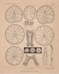 Van Beneden, E. (1897). Les Anthozoaires de la Plankton-Expedition = Die Anthozoen der Plankton-Expedition. Ergebnisse der in dem Atlantischen Ocean von Mitte Juli bis Anfang November 1889 ausgeführten Plankton-Expedition de