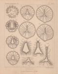 Van Beneden, E. (1897). Les Anthozoaires de la Plankton-Expedition = Die Anthozoen der Plankton-Expedition. Ergebnisse der in dem Atlantischen Ocean von Mitte Juli bis Anfang November 1889 ausgeführten Plankton-Expedition de