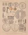 Van Beneden (1897, pl. 05), author: E. Van Beneden