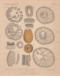 Van Beneden, E. (1897). Les Anthozoaires de la Plankton-Expedition = Die Anthozoen der Plankton-Expedition. Ergebnisse der in dem Atlantischen Ocean von Mitte Juli bis Anfang November 1889 ausgeführten Plankton-Expedition de