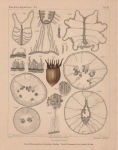 Van Beneden, E. (1897). Les Anthozoaires de la Plankton-Expedition = Die Anthozoen der Plankton-Expedition. Ergebnisse der in dem Atlantischen Ocean von Mitte Juli bis Anfang November 1889 ausgeführten Plankton-Expedition de
