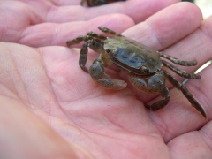 Blaasjeskrab - Hemigrapsus sanguineus