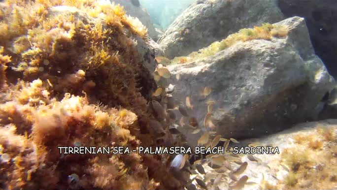 Invasive species - seaweed - english