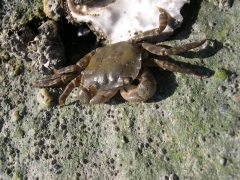 Schaaldieren