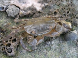 Brush-clawed shore crab - Hemigrapsus takanoi, author: Nuyttens, Filip