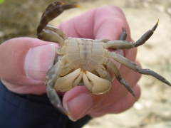 Blaasjeskrab - Hemigrapsus sanguineus