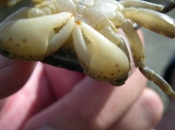 Brush-clawed shore crab - Hemigrapsus takanoi, author: Nuyttens, Filip