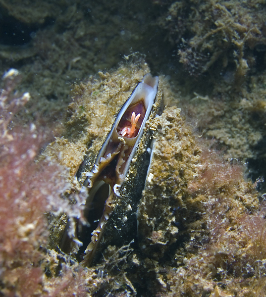 Mytilicola intestinalis Mytilicola intestinalis