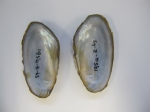 Elliptio complanata