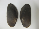 Margaritifera margaritifera