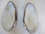 Molluscs