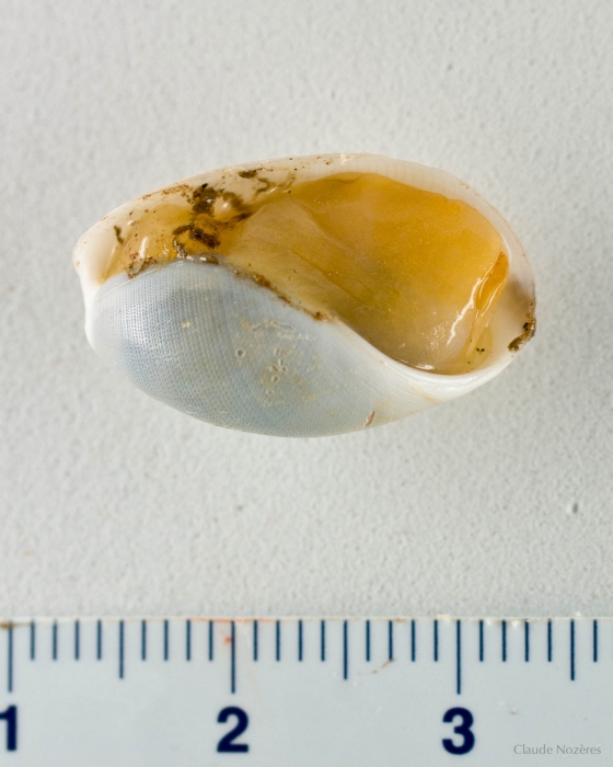 Scaphander punctostriatus (Canoe-bubble) Scaphander punctostriatus (Canoe-bubble)