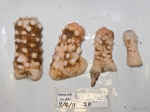 Hormathia nodosa - 4 sizes, author: Fisheries and Oceans Canada, Claude Nozes