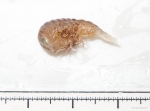 Amphipoda