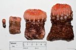 Actinauge cristata (4 sizes)
