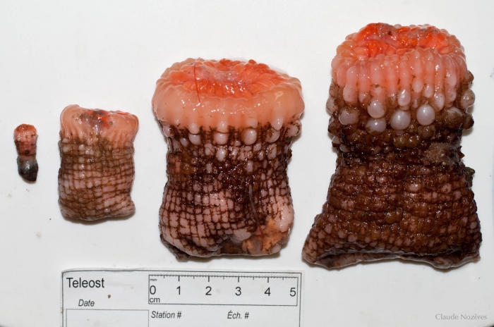 Actinauge cristata (4 sizes)