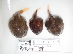 Eumicrotremus - spiny and smooth, author: Fisheries and Oceans Canada, Claude Nozes