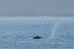 Humpback whale - dorsal fin, author: Nozes, Claude