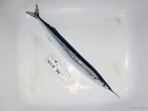 Atlantic saury (balou) - large specimen Atlantic saury (balou) - large specimen