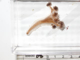 Lucernaria quadricornis in water, author: Fisheries and Oceans Canada, Claude Nozes