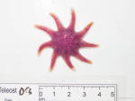 Echinoderms